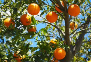 Lire la suite à propos de l’article «L’arbre et ses fruits» – Homélie du 8è  Dimanche du Temps Ordinaire C, 27.02.2022